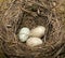 Hungarian blackbird nest with tree eggs