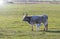 Hungarian breed of grey cow with calf