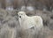 Hungarian breed of sheep dog called a Kuvasz