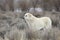 Hungarian breed of Sheep Dog called a Kuvasz