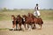 Hungarian csikos in traditional folk costume showing his trained five horses