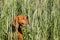 Hungarian dog in green corn. Help the hunter. Dog Viszla on hunt.