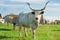 Hungarian gray cattle