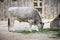 Hungarian gray cattle with big horns, cows eating hay
