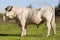 Hungarian gray cattle bull