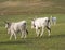 Hungarian gray cattle grazing outdoors.