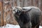 Hungarian gray cattle in winter