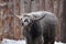 Hungarian gray cattle in winter