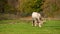 Hungarian gray cow graze on floral spring pasture