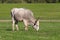 Hungarian gray cow graze on pasture