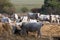 Hungarian gray cows