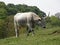 Hungarian Grey Cattle