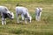 Hungarian grey cattle