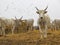 Hungarian Grey Cattle