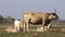 Hungarian Grey cattle, calf on the meadow.