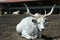 Hungarian Grey cattle in an extensive farm