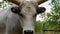 Hungarian Grey cattle head (Magyar szÃ¼rke). Also known as Hungarian Steppe Cattle - Hungary