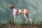 Hungarian greyhound