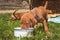 Hungarian hound puppy feeding in the meadow. Summer day dog family. Time for food.