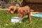 Hungarian hound puppy feeding in the meadow. Summer day dog family. Time for food.