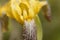 Hungarian Iris & x28;Iris variegata& x29;