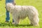 Hungarian Komondor dog with owner