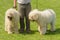 Hungarian komondor dogs in the park