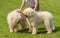 Hungarian komondor dogs in the park