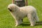 Hungarian komondor dogs in the park