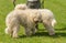 Hungarian komondor dogs in the park