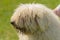 Hungarian komondor dogs in the park