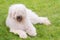 Hungarian komondor dogs in the park