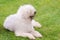 Hungarian komondor dogs in the park