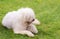 Hungarian komondor dogs in the park