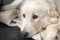 Hungarian Kuvasz dog portrait with beautiful intelligent eyes