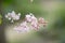 Hungarian lilac Syringa Josikaea, close-up flower and buds
