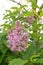 Hungarian lilac Syringa Josikaea, pink flowers and buds