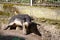 Hungarian mangalica piglet scratching on stone in the sun