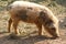 Hungarian mangalitsa pig