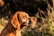 Hungarian Pointer. Autumn hunter. Detail of dog head. Hunting dog Vizsla