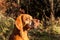 Hungarian Pointer. Autumn hunter. Detail of dog head. Hunting dog Vizsla