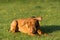 The Hungarian pointer in flight catches treats thrown by the trainer during a short rest