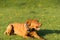 The Hungarian pointer in flight catches treats thrown by the trainer during a short rest