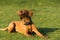 The Hungarian pointer in flight catches treats thrown by the trainer during a short rest