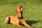 The Hungarian pointer in flight catches treats thrown by the trainer during a short rest