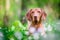 Hungarian pointer hound dog in the forrest