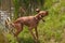 Hungarian pointer shaking off water. Dog Vizsla hunting at the pond.