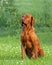 Hungarian pointer (vizsla) dog