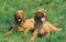 HUNGARIAN POINTER OR VIZSLA DOG, PAIR RESTING ON GRASS