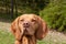 Hungarian pointer Vizsla, sniffing on hunt. Dog a loyal friend of a hunter. Detail of dog head.